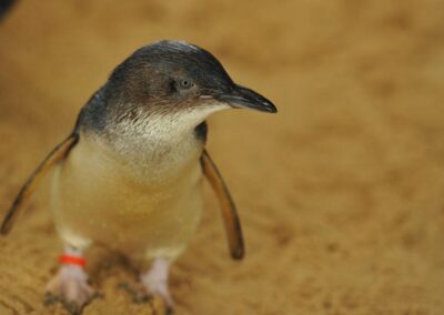 ‘Grim news’: Penguin alert as bird flu outbreak worsens