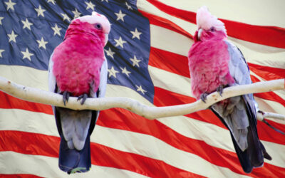 America-envy. The pet shop galahs of economic commentary
