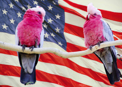 America-envy. The pet shop galahs of economic commentary