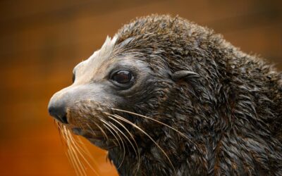 Second fur seal suspected to have bird flu