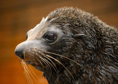 Second fur seal suspected to have bird flu