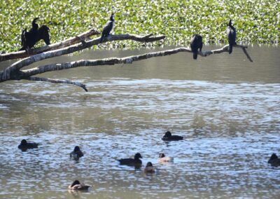 Flu vaccinations to be rolled out for endangered birds