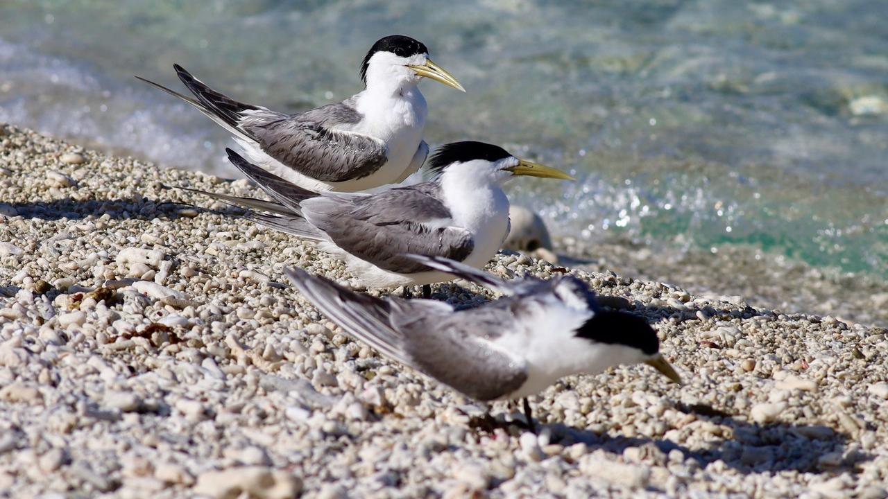 Greater crested terns