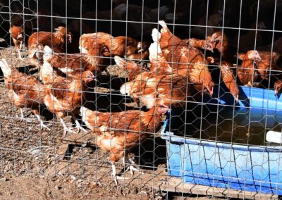 Poultry industry warned of devastating bird flu losses