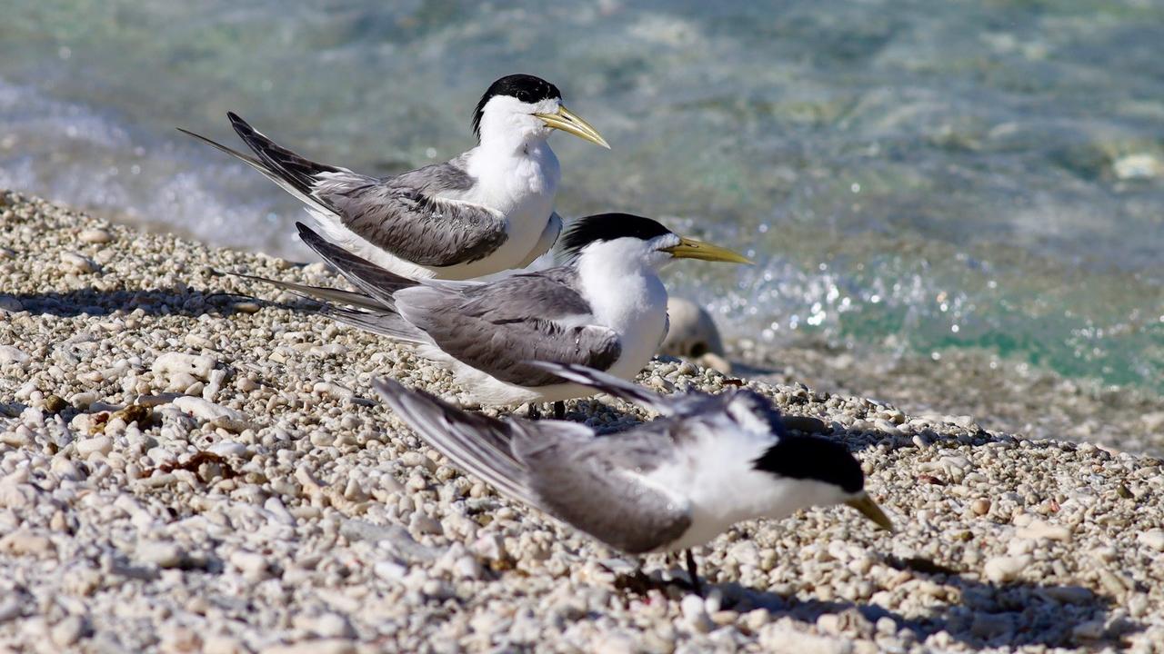 bird