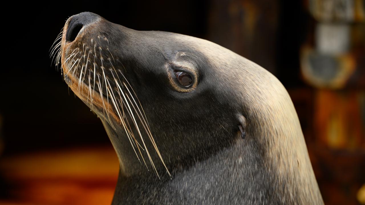 Sea lion