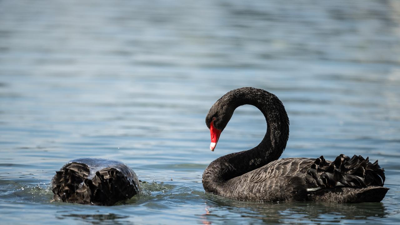 Black swans
