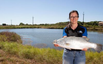 Big barra farm helps First Nations producers net income