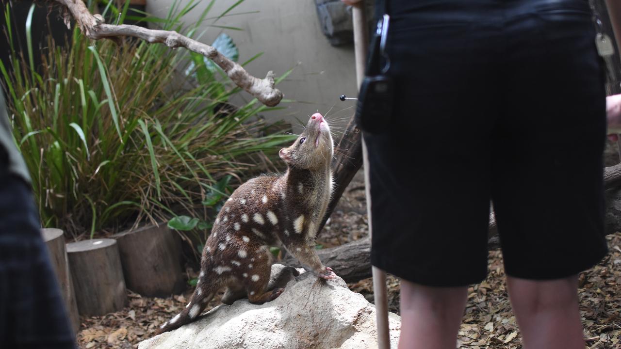 A Spotted Tail Quoll