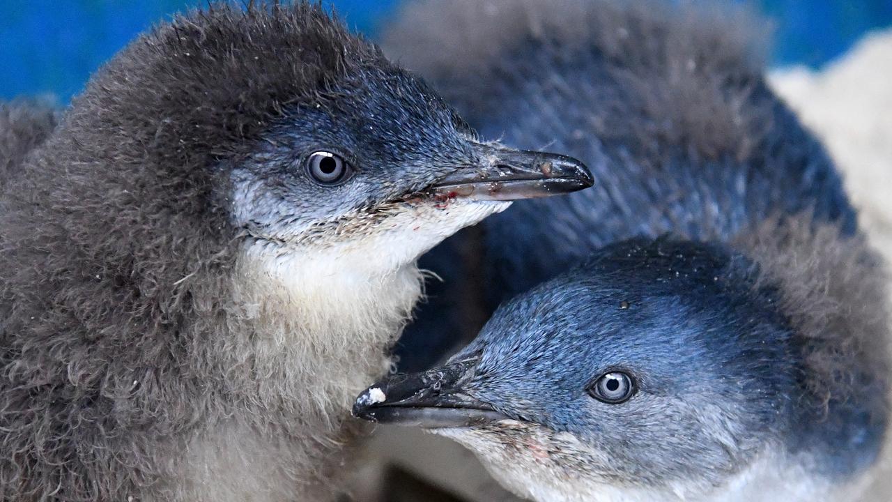 Fairy penguin chicks (file image)