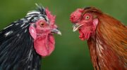 AI and opposing fews. Erwin Bosman, Unsplash