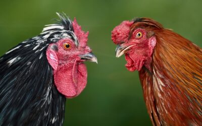 Happy as Larry. Either way, AI will feed the chooks