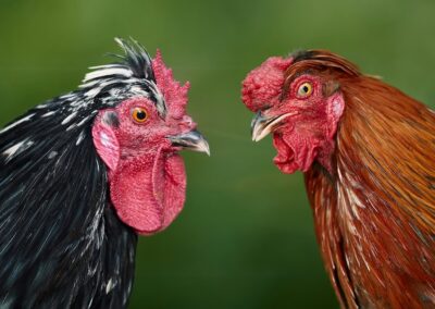 Happy as Larry. Either way, AI will feed the chooks