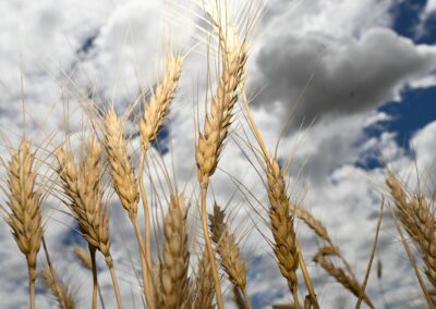 Global supply risks send world food prices soaring