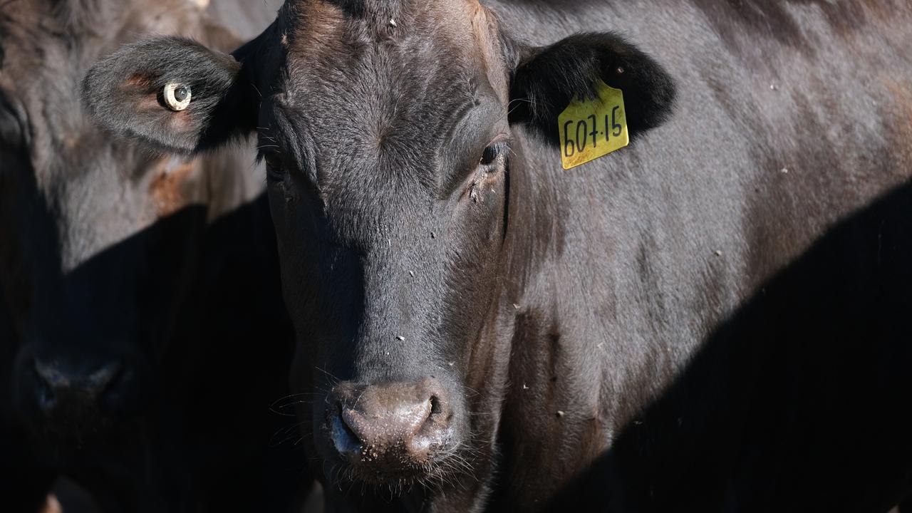 Cattle at Jack's Creek
