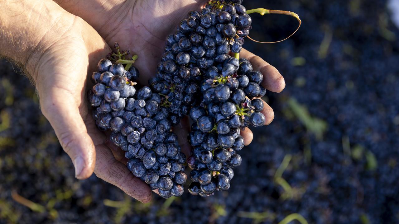 fruit