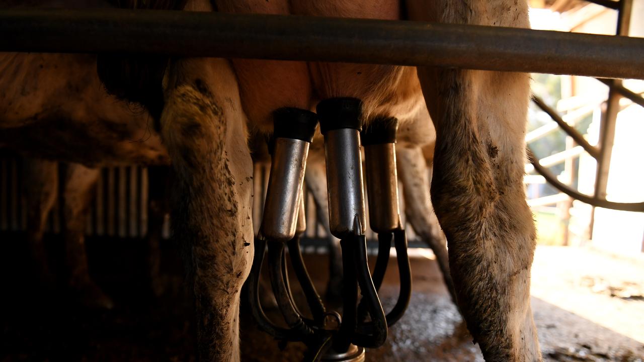 Dairy cattle being milked (file image)