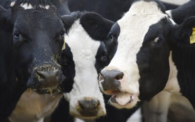 Milk group that lost its ‘whey’ eyes a better future