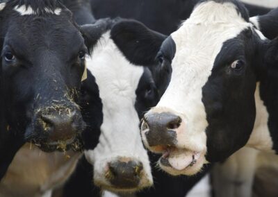Milk group that lost its ‘whey’ eyes a better future