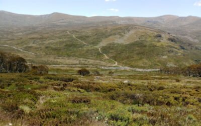 The plight of the Brumbies. Kosciuszko’s heritage deserves a voice, too