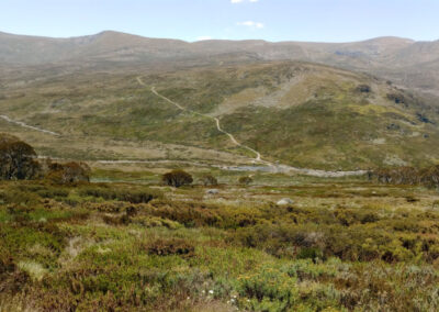 The plight of the Brumbies. Kosciuszko’s heritage deserves a voice, too