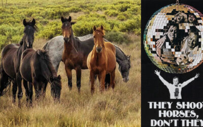“They Shoot Horses, Don’t They?” In the Snowy’s they do