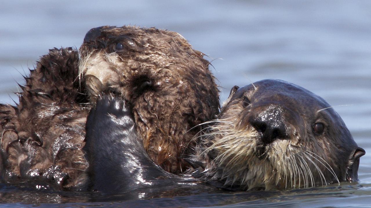 A mother and infant otter.