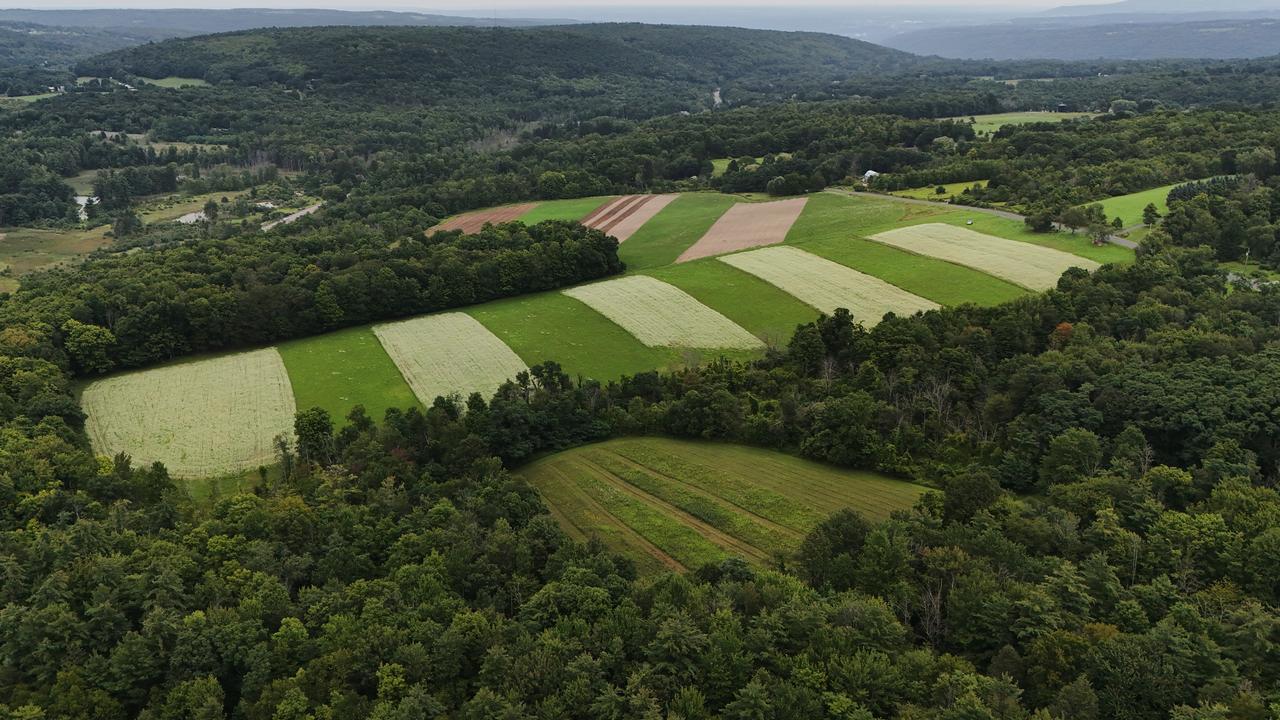 Buckwheat growing in the US