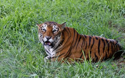‘Grounds for hope’ even as wildlife numbers dive