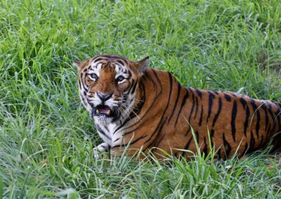 ‘Grounds for hope’ even as wildlife numbers dive