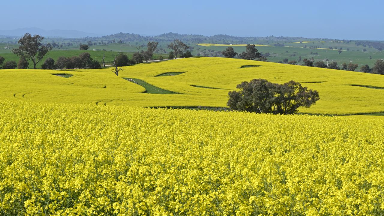 A field of canola crops (file image)
