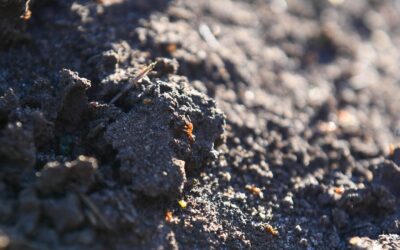 ‘Super pest’ fire ant nest found in logistics warehouse