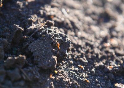 ‘Super pest’ fire ant nest found in logistics warehouse