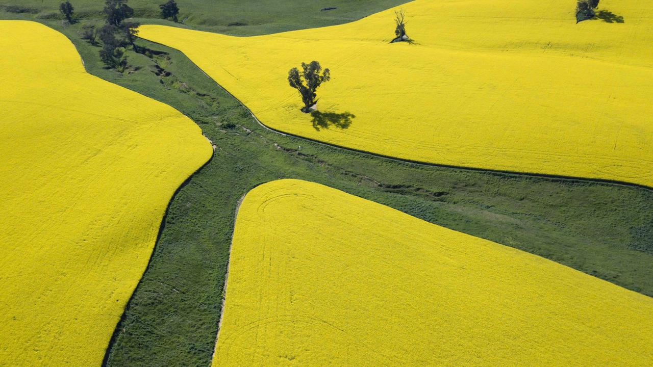 CANOLA FIELDS