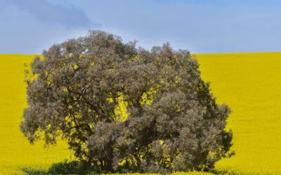 It was all yellow: bumper canola crop after tough start