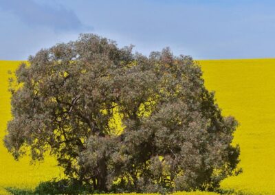 It was all yellow: bumper canola crop after tough start