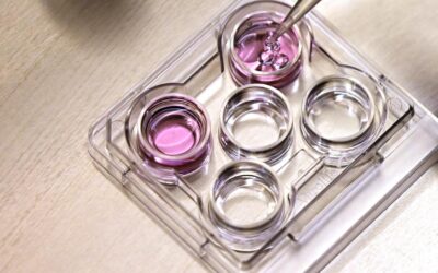 Prisoner’s landmark egg freezing win in High Court