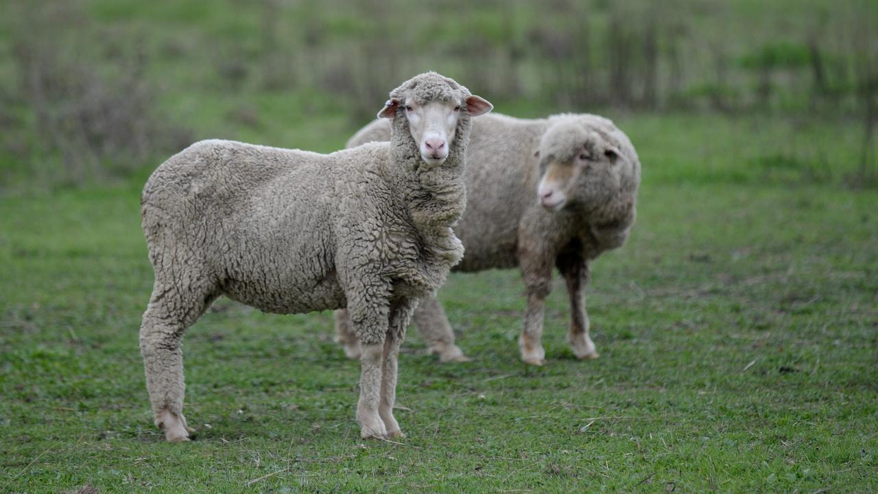 sheep