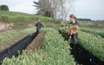 Flower farmers’ daughter takes on blooming rubbish
