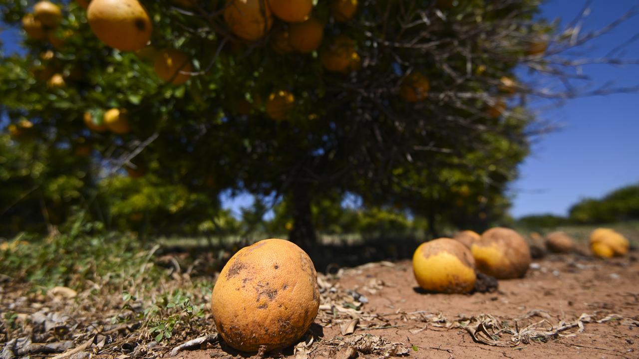 Rotten Grapefruits