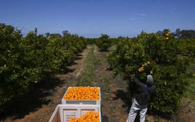 Backpacker visa cuts spark fears of rotting crops