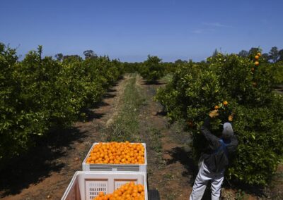 Backpacker visa cuts spark fears of rotting crops