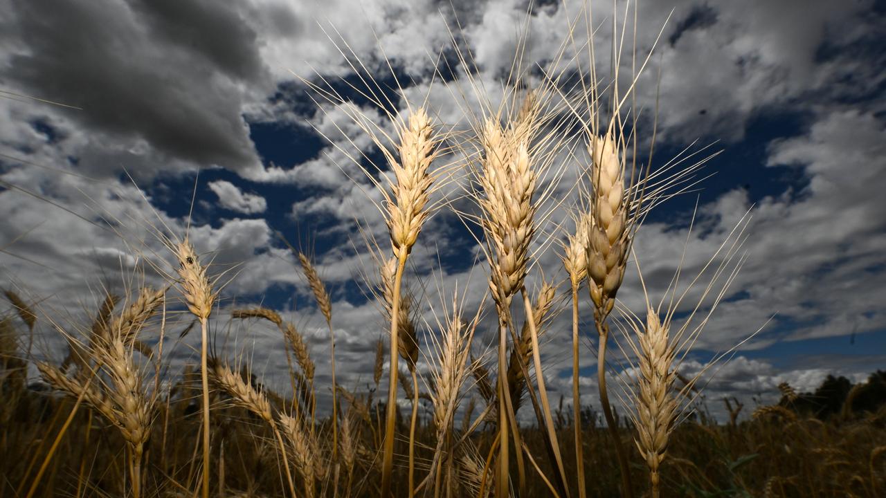 Wheat heads are seen in a field