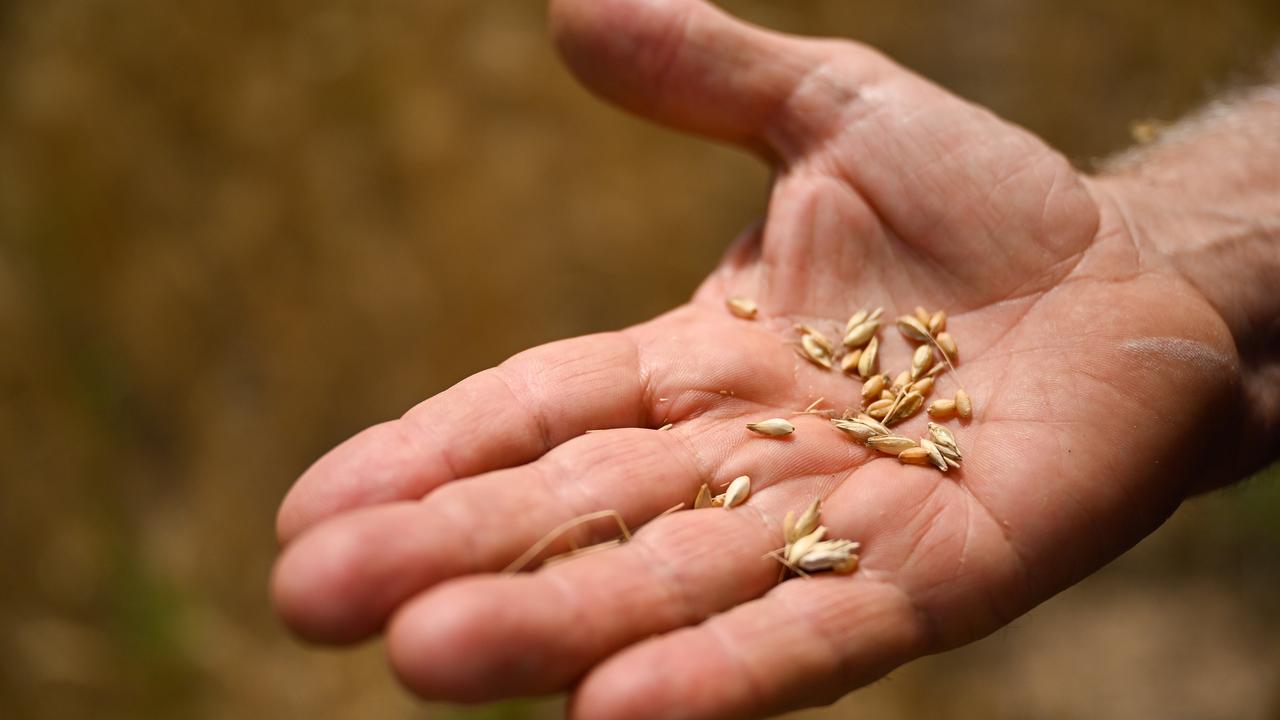 wheat grains in someone's hand