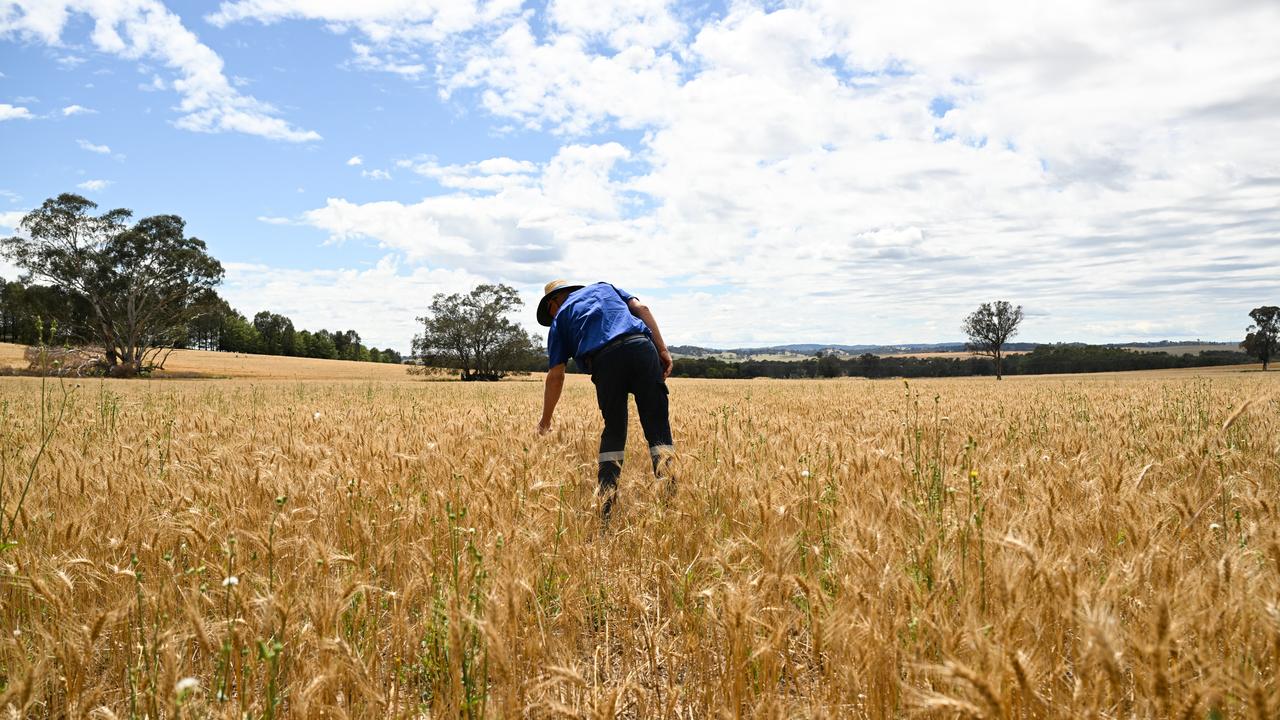 Crops in a wheat field