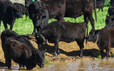 Woolies defends ‘no deforestation’ policy, backs beef