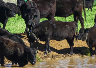 Woolies defends ‘no deforestation’ policy, backs beef